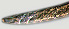  ( - NID-N1250)  @11 [ ] CreativeCommons - Attribution Non-Commercial (2017) Tom Powers University of Nebraska
