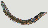  ( - NID-N1259)  @11 [ ] CreativeCommons - Attribution Non-Commercial (2017) Tom Powers University of Nebraska