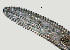  ( - NID-N1268)  @11 [ ] CreativeCommons - Attribution Non-Commercial (2017) Tom Powers University of Nebraska
