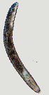  ( - NID-N1269)  @11 [ ] CreativeCommons - Attribution Non-Commercial (2017) Tom Powers University of Nebraska