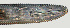  ( - NID-N1269)  @11 [ ] CreativeCommons - Attribution Non-Commercial (2017) Tom Powers University of Nebraska