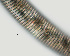  ( - NID-N1269)  @11 [ ] CreativeCommons - Attribution Non-Commercial (2017) Tom Powers University of Nebraska