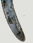  ( - NID-N1327)  @11 [ ] CreativeCommons - Attribution Non-Commercial (2017) Tom Powers University of Nebraska