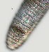  ( - NID-N1327)  @11 [ ] CreativeCommons - Attribution Non-Commercial (2017) Tom Powers University of Nebraska
