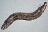  ( - NID-N1335)  @11 [ ] CreativeCommons - Attribution Non-Commercial (2017) Tom Powers University of Nebraska