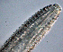  ( - NID-N1335)  @11 [ ] CreativeCommons - Attribution Non-Commercial (2017) Tom Powers University of Nebraska