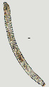  ( - NID-N1351)  @11 [ ] CreativeCommons - Attribution Non-Commercial (2017) Tom Powers University of Nebraska