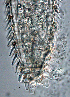  ( - NID-N1353)  @11 [ ] CreativeCommons - Attribution Non-Commercial (2017) Tom Powers University of Nebraska