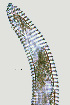  ( - NID-N1364)  @11 [ ] CreativeCommons - Attribution Non-Commercial (2017) Tom Powers University of Nebraska
