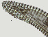  ( - NID-N1364)  @11 [ ] CreativeCommons - Attribution Non-Commercial (2017) Tom Powers University of Nebraska