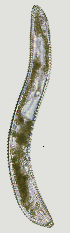  ( - NID-N1369)  @11 [ ] CreativeCommons - Attribution Non-Commercial (2017) Tom Powers University of Nebraska