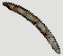  (Crossonema sp. Nepal-NA - NID-N1398)  @11 [ ] CreativeCommons - Attribution Non-Commercial (2017) Tom Powers University of Nebraska