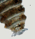  ( - NID-N1398)  @11 [ ] CreativeCommons - Attribution Non-Commercial (2017) Tom Powers University of Nebraska