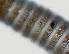  ( - NID-N1398)  @11 [ ] CreativeCommons - Attribution Non-Commercial (2017) Tom Powers University of Nebraska