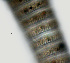  ( - NID-N1398)  @11 [ ] CreativeCommons - Attribution Non-Commercial (2017) Tom Powers University of Nebraska