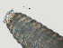  ( - NID-N1464)  @11 [ ] CreativeCommons - Attribution Non-Commercial (2017) Tom Powers University of Nebraska