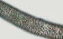  ( - NID-N1464)  @11 [ ] CreativeCommons - Attribution Non-Commercial (2017) Tom Powers University of Nebraska