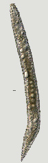  ( - NID-N1467)  @11 [ ] CreativeCommons - Attribution Non-Commercial (2017) Tom Powers University of Nebraska