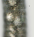  ( - NID-N1467)  @11 [ ] CreativeCommons - Attribution Non-Commercial (2017) Tom Powers University of Nebraska
