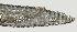  ( - NID-N1483)  @11 [ ] CreativeCommons - Attribution Non-Commercial (2017) Tom Powers University of Nebraska