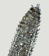  ( - NID-N1484)  @11 [ ] CreativeCommons - Attribution Non-Commercial (2016) Tom Powers University of Nebraska