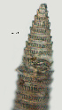  ( - NID-N1486)  @11 [ ] CreativeCommons - Attribution Non-Commercial (2017) Tom Powers University of Nebraska