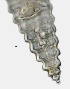  ( - NID-N1488)  @11 [ ] CreativeCommons - Attribution Non-Commercial (2017) Tom Powers University of Nebraska