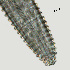  ( - NID-N2177)  @11 [ ] CreativeCommons - Attribution Non-Commercial (2017) Tom Powers University of Nebraska