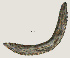  ( - NID-N2179)  @11 [ ] CreativeCommons - Attribution Non-Commercial (2017) Tom Powers University of Nebraska