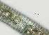  ( - NID-N2262)  @11 [ ] CreativeCommons - Attribution Non-Commercial (2017) Tom Powers University of Nebraska
