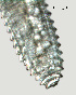  ( - NID-N2262)  @11 [ ] CreativeCommons - Attribution Non-Commercial (2017) Tom Powers University of Nebraska