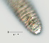  ( - NID-N2262)  @11 [ ] CreativeCommons - Attribution Non-Commercial (2017) Tom Powers University of Nebraska