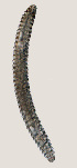  ( - NID-N2273)  @11 [ ] CreativeCommons - Attribution Non-Commercial (2016) Tom Powers University of Nebraska