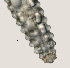  ( - NID-N2273)  @11 [ ] CreativeCommons - Attribution Non-Commercial (2016) Tom Powers University of Nebraska