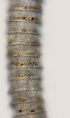 ( - NID-N2273)  @11 [ ] CreativeCommons - Attribution Non-Commercial (2016) Tom Powers University of Nebraska