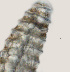  ( - NID-N2273)  @11 [ ] CreativeCommons - Attribution Non-Commercial (2016) Tom Powers University of Nebraska