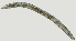  ( - NID-N2337)  @11 [ ] CreativeCommons - Attribution Non-Commercial (2017) Tom Powers University of Nebraska