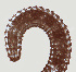  (Neolobocriconema - NID-N238)  @11 [ ] CreativeCommons - Attribution Non-Commercial (2017) Tom Powers University of Nebraska