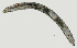  ( - NID-N2460)  @11 [ ] CreativeCommons - Attribution Non-Commercial (2017) Tom Powers University of Nebraska