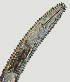  (Criconema sp. turf - NID-N2460)  @11 [ ] CreativeCommons - Attribution Non-Commercial (2017) Tom Powers University of Nebraska