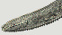  ( - NID-N2511)  @11 [ ] CreativeCommons - Attribution Non-Commercial (2017) Tom Powers University of Nebraska