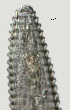  ( - NID-N2511)  @11 [ ] CreativeCommons - Attribution Non-Commercial (2017) Tom Powers University of Nebraska
