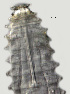  ( - NID-N2522)  @11 [ ] CreativeCommons - Attribution Non-Commercial (2017) Tom Powers University of Nebraska