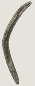  ( - NID-N2572)  @11 [ ] CreativeCommons - Attribution Non-Commercial (2017) Tom Powers University of Nebraska