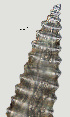  ( - NID-N2583)  @11 [ ] CreativeCommons - Attribution Non-Commercial (2017) Tom Powers University of Nebraska