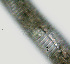  ( - NID-N2589)  @11 [ ] CreativeCommons - Attribution Non-Commercial (2017) Tom Powers University of Nebraska