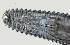  ( - NID-N2604)  @11 [ ] CreativeCommons - Attribution Non-Commercial (2017) Tom Powers University of Nebraska