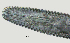  ( - NID-N2619)  @11 [ ] CreativeCommons - Attribution Non-Commercial (2017) Tom Powers University of Nebraska