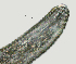  ( - NID-N2619)  @11 [ ] CreativeCommons - Attribution Non-Commercial (2017) Tom Powers University of Nebraska