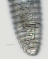  ( - NID-N2627)  @11 [ ] CreativeCommons - Attribution Non-Commercial (2017) Tom Powers University of Nebraska